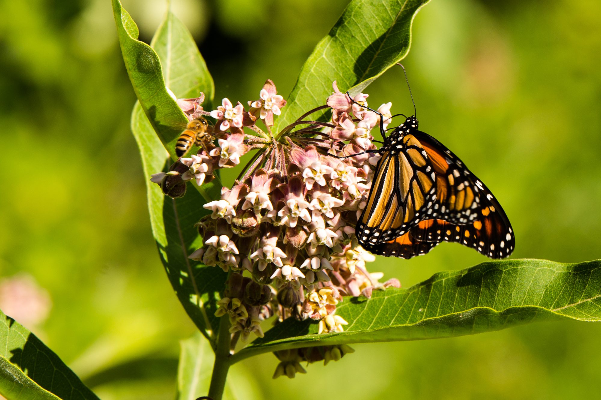 Habitats of wildlife like monarch butterflies would be destroyed.