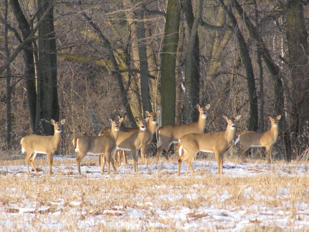 Deer in Rouge Park