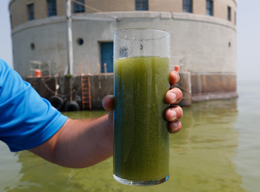 Glass of algae water. Toledo, 2014.