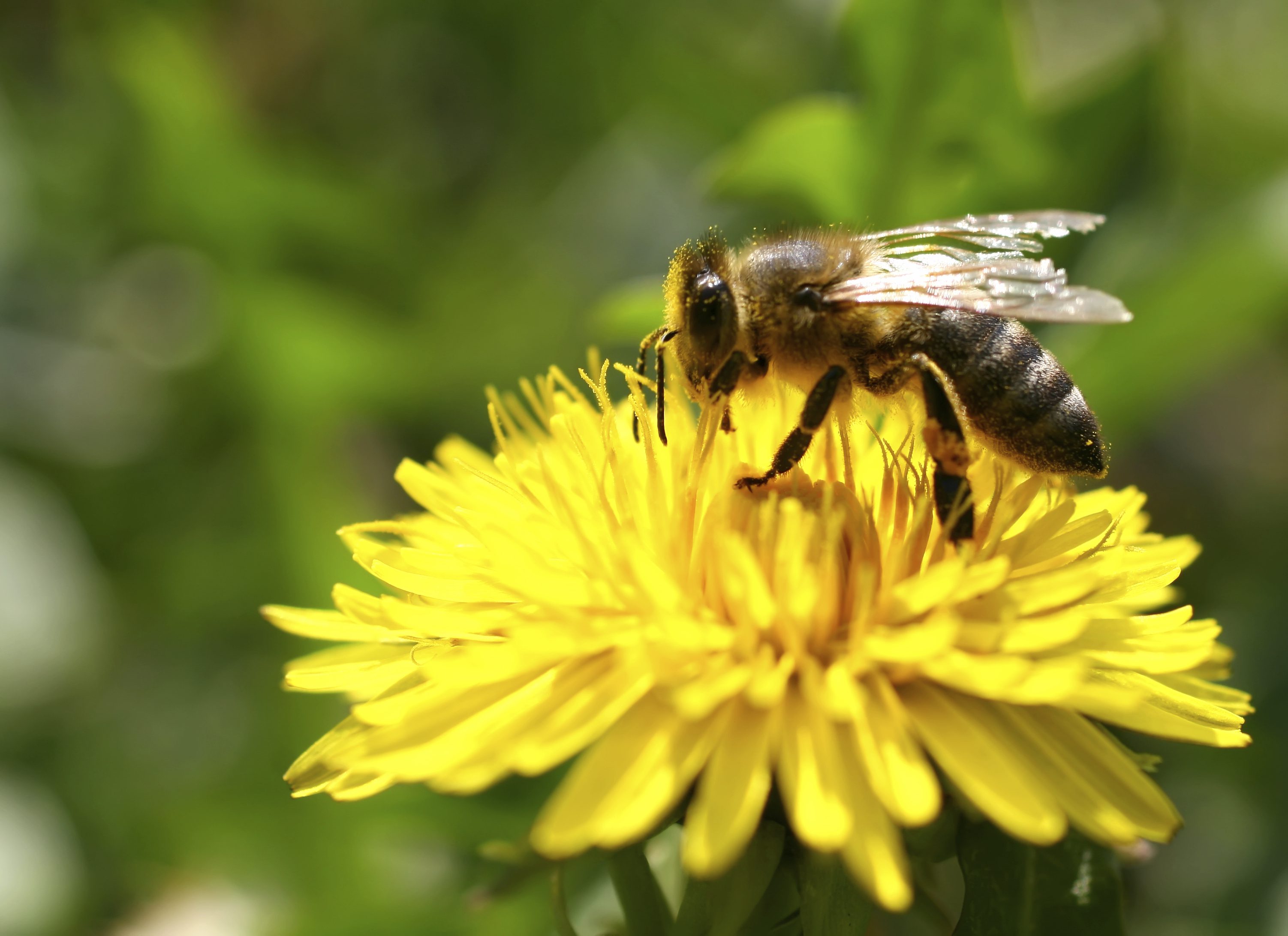neonics and bees