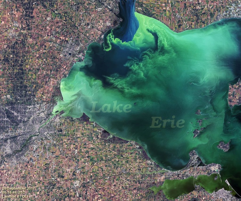 High resolution #Landsat8 image of a harmful algal bloom in western Lake Erie