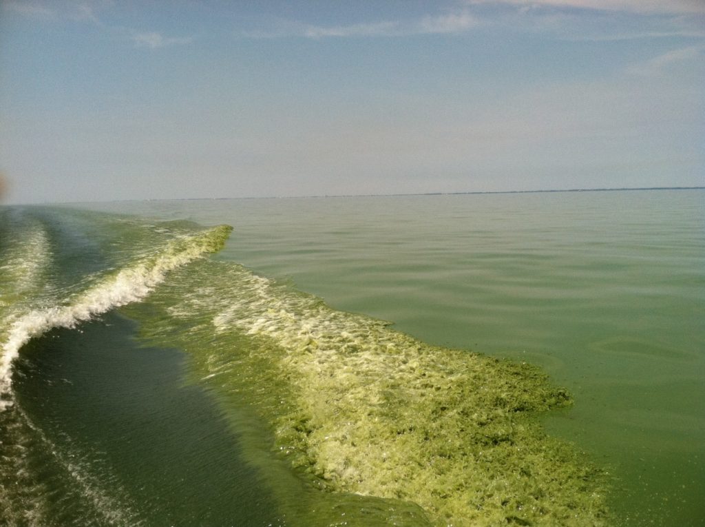 Harmful algae bloom. Lake Erie. July 22, 2011. Credit: NOAA.