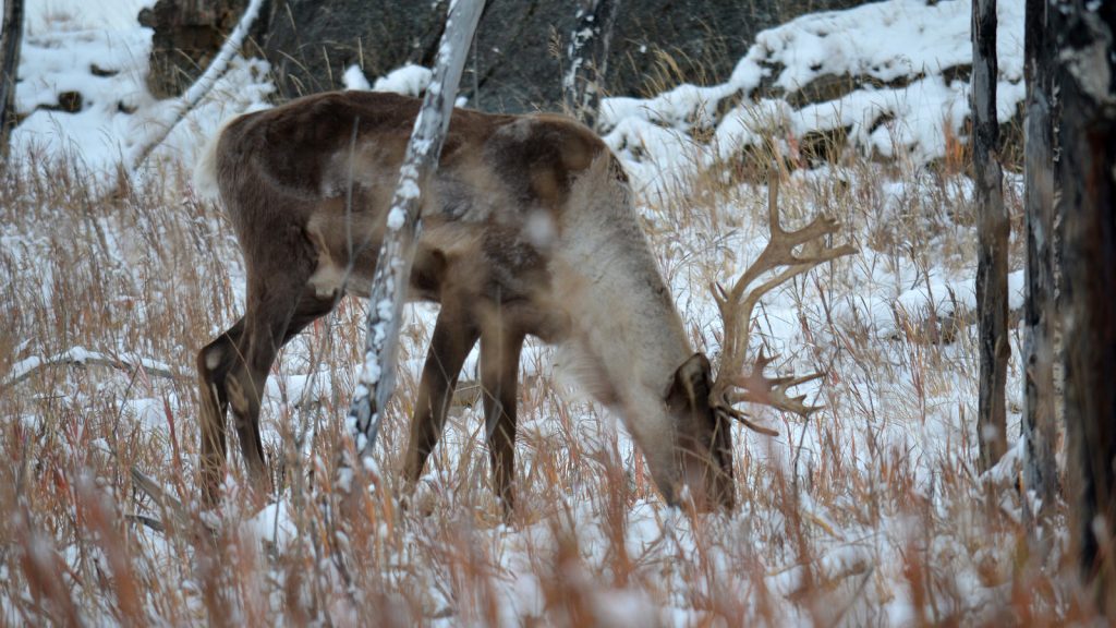 Caribou, Yukon Wildlife Preserve
