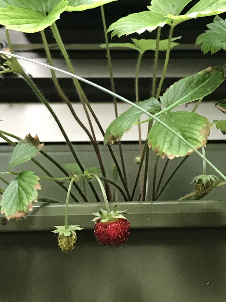 strawberry, plant, environment
