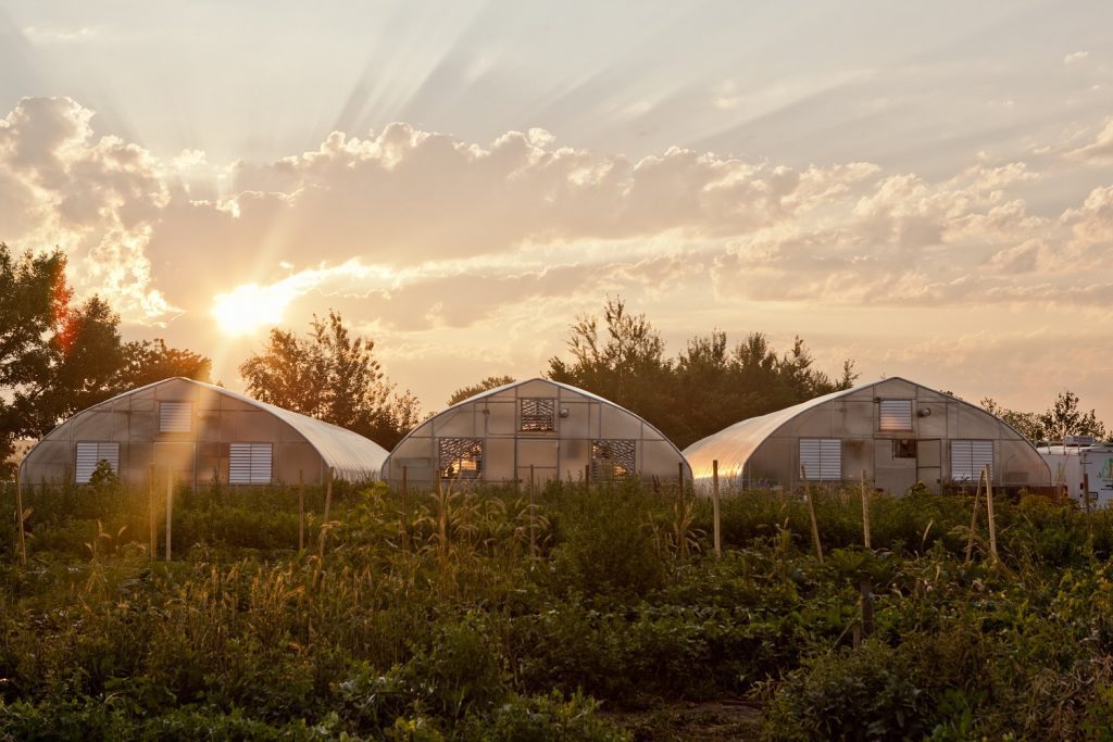 Three greenhouses at sunset
