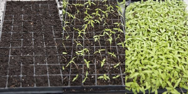 three stages of growing seedlings