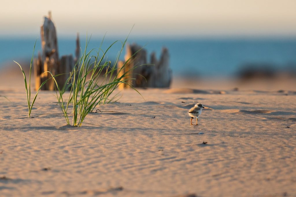 A small piping plover on a sandy beach