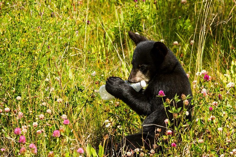 Tragic scene of what happens when litter is found by wildlife. This baby bear cub found a plastic bottle that someone left outside and is chewing on it, curious about the unnatural object. Could be used to raise awareness about problems with littering and trash