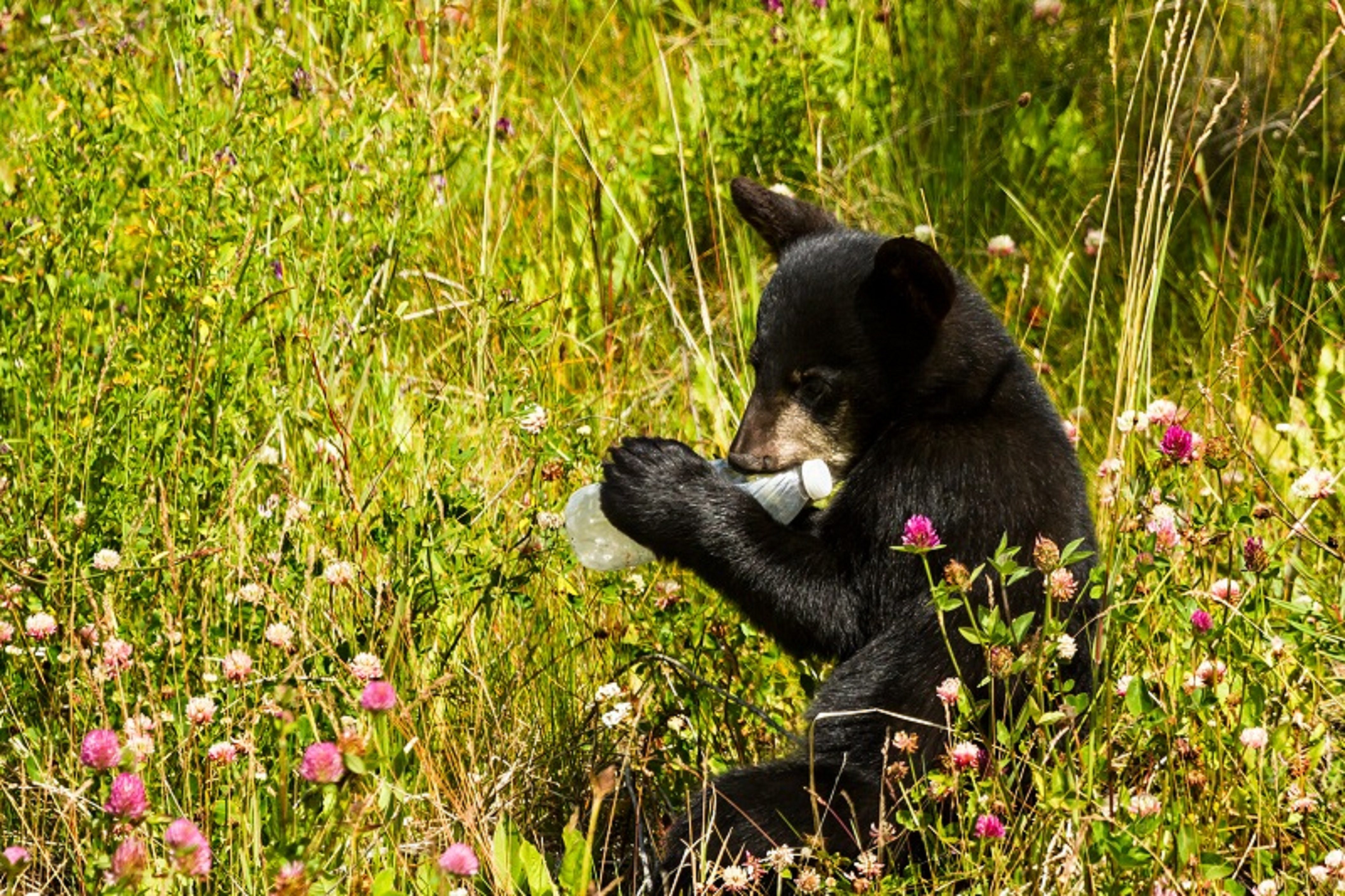 Bear cub eating plastic bottle