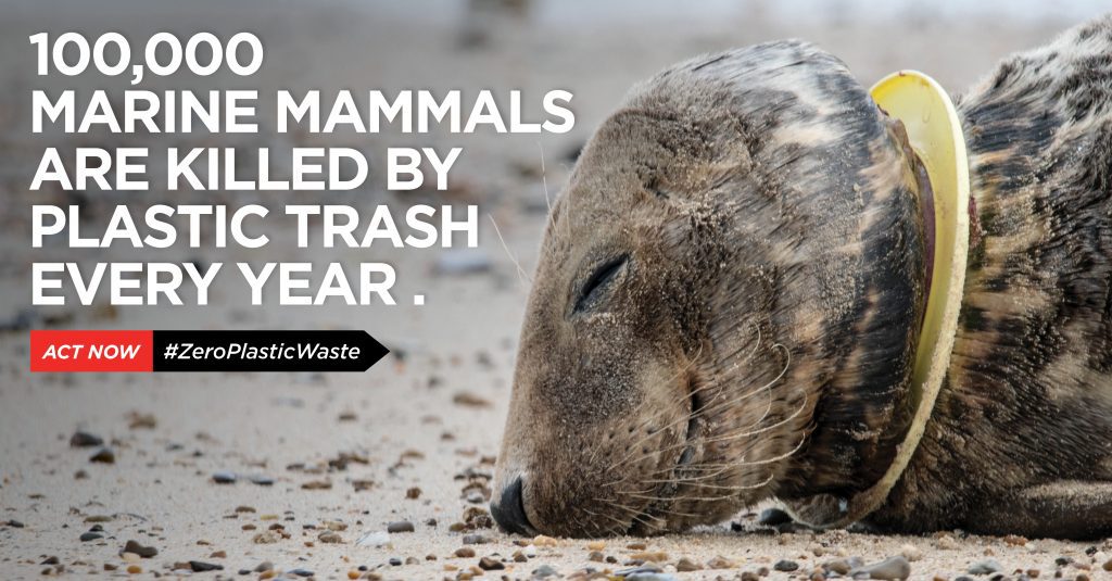 100000 marine animals killed by plastic pollution each year