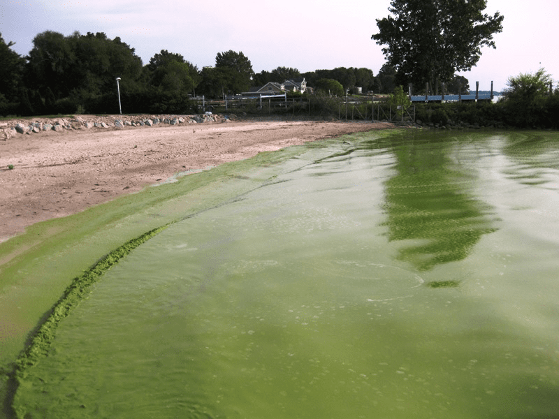 Blue Green Algae, Lake Erie