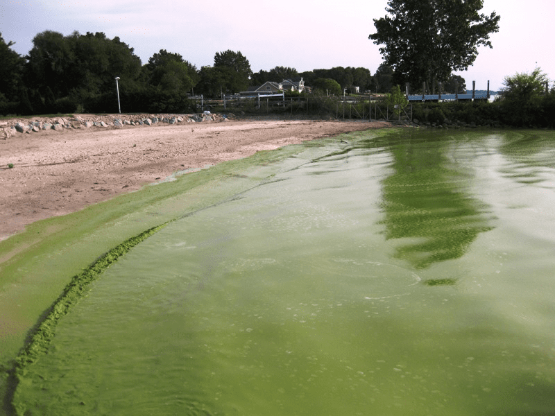 blue green algae