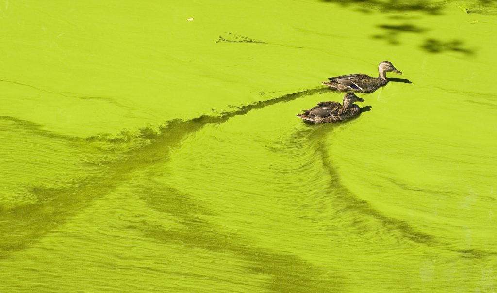 Ducks in algae bloom