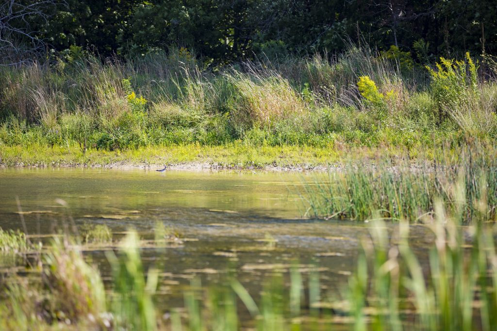 Birds and other creatures call the area home