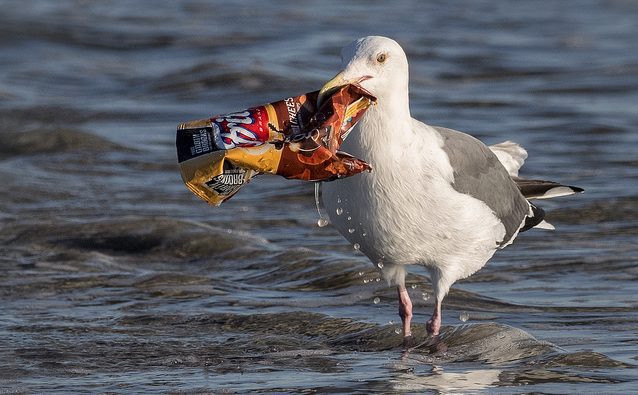 A seagul carries an empty chip bag in its beak