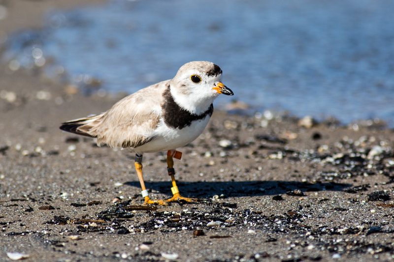 There were only 8 nesting pairs of Piping Plovers in Ontario in 2018. The mayor of South Beach peninsula would like to see the endangered birds removed from the endangered species listing.