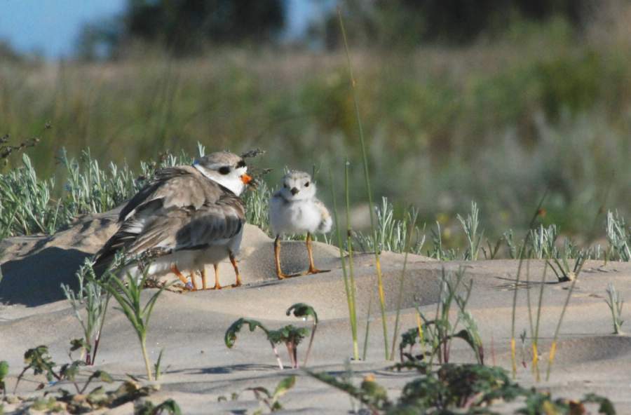 A piping plover male and young