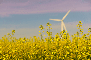An image showing a windmill against a pink sunrise. In the foreground, there are bright yellow canola flowers.