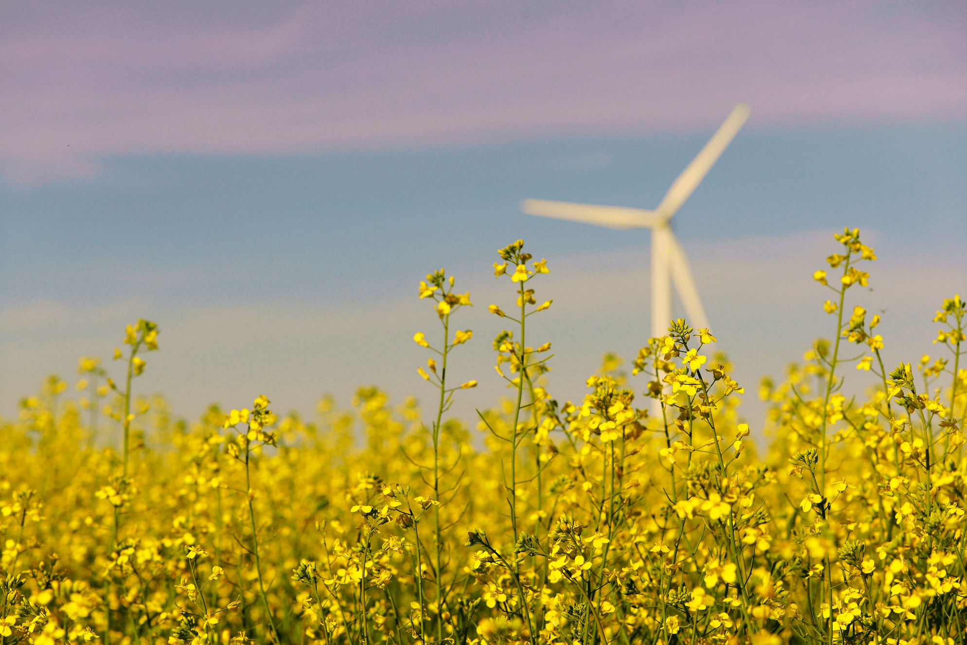 An image showing a windmill against a pink sunrise. In the foreground, there are bright yellow canola flowers.