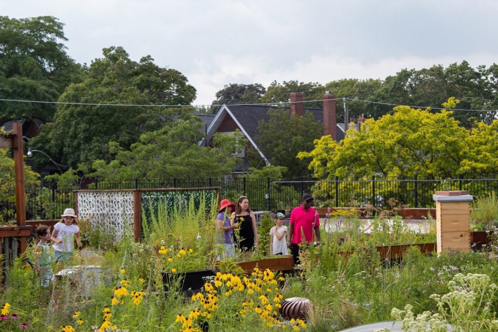 Green Roof - Carrot Common