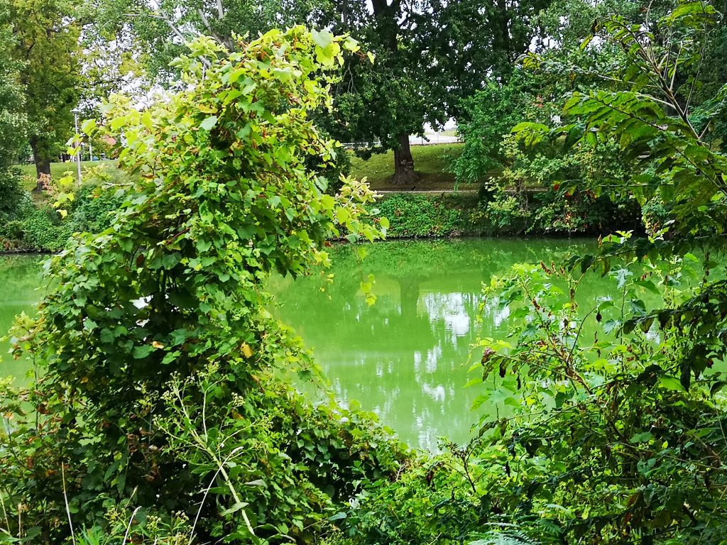 2019 algae bloom on Thames River. Photo credit Credit Ryan Carlow at LTVCA