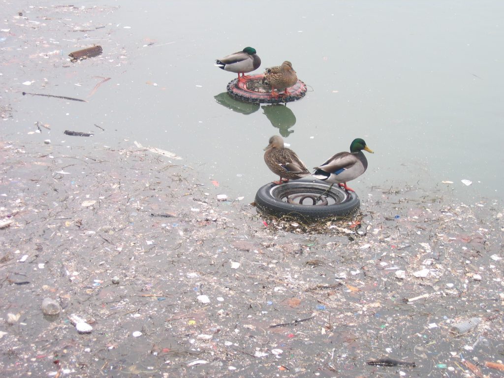 Ducks swimming in polluted water