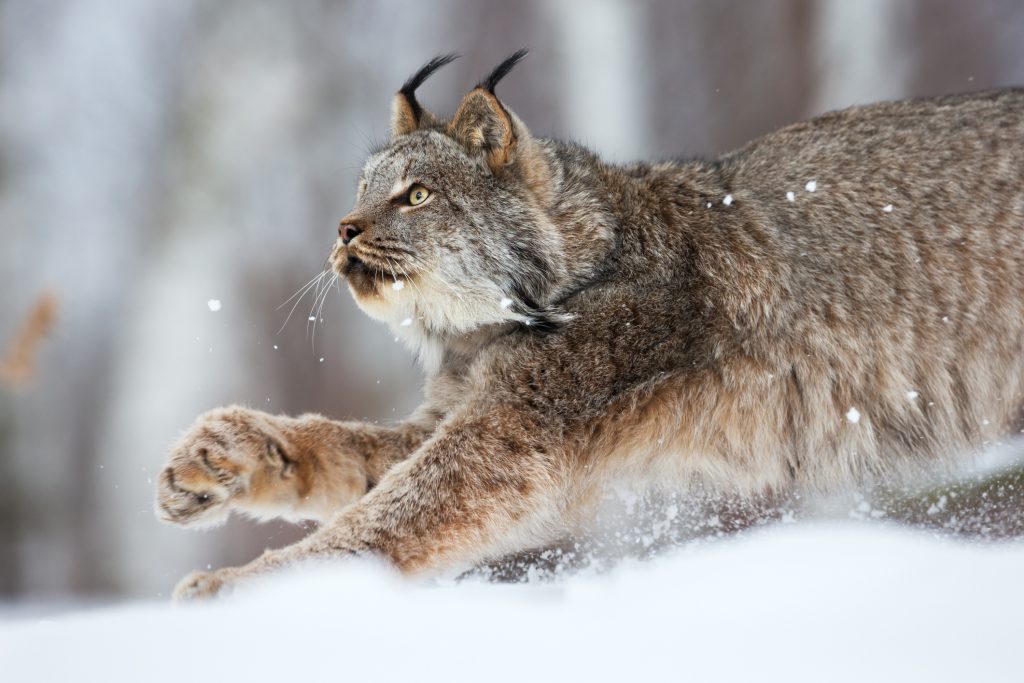 Canada Lynx on the prowl. Canada Lynx are already under threat from the disruption of their habitats.