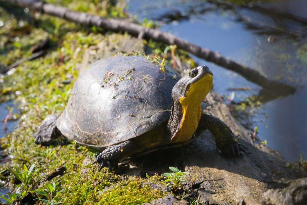 The blanding's turtle is one of Ontario's endangered species
