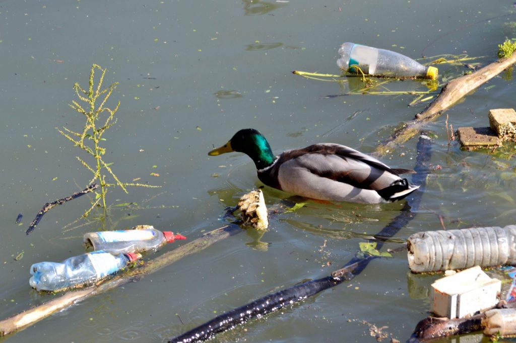 duck with plastic pollution