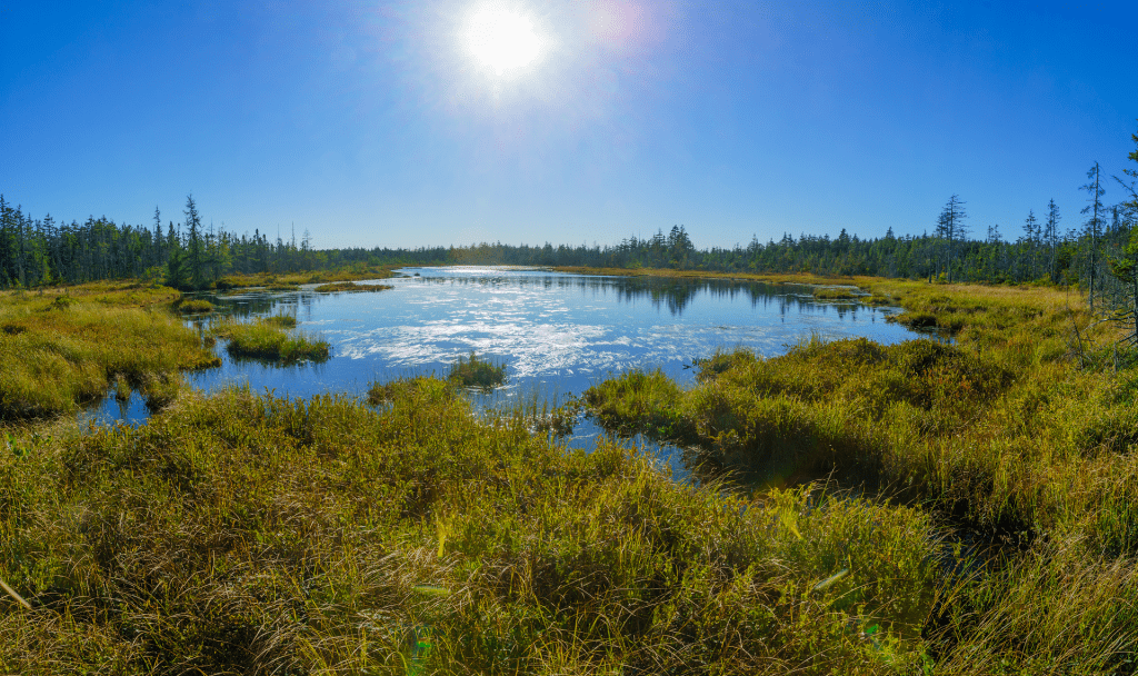 A bog in the Bay of Fundy region. All together Canada, peatlands across Canada store twice the amount of carbon as the boreal forest.