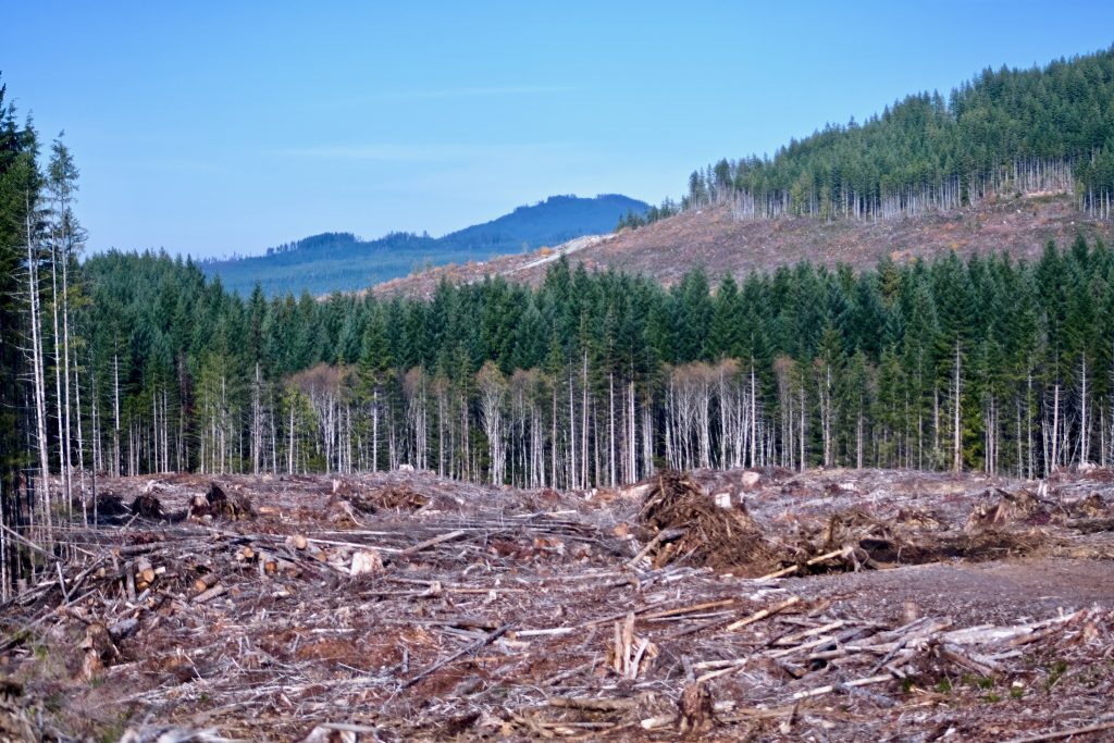 Logging in British Columbia. Industrial activities that cut down trees release carbon and contribute to climate change.