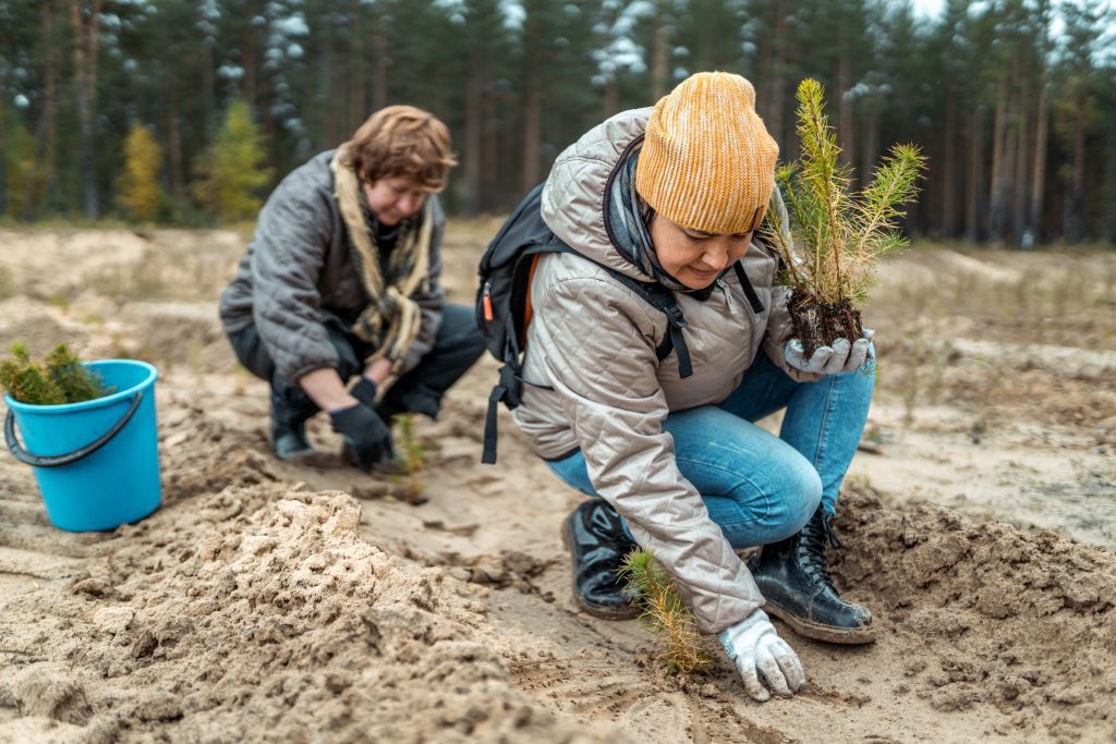 Volunteers are assisting to restore forest that burned down.