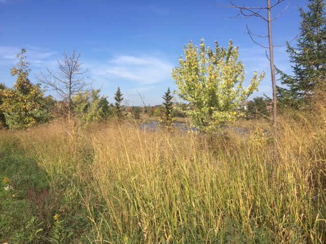 Carruthers creek headwaters