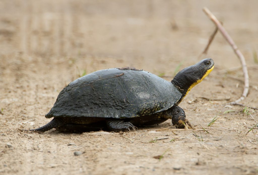 The endangered blanding's turtle could be impacted by increased quarries and pits. 