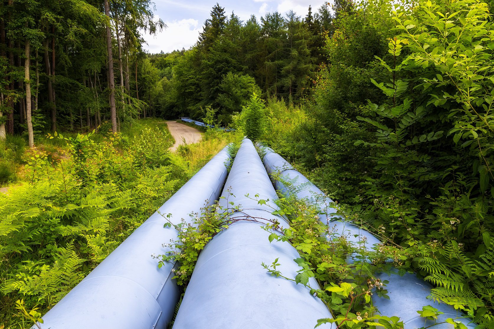 Industrial pipeline through a forested area