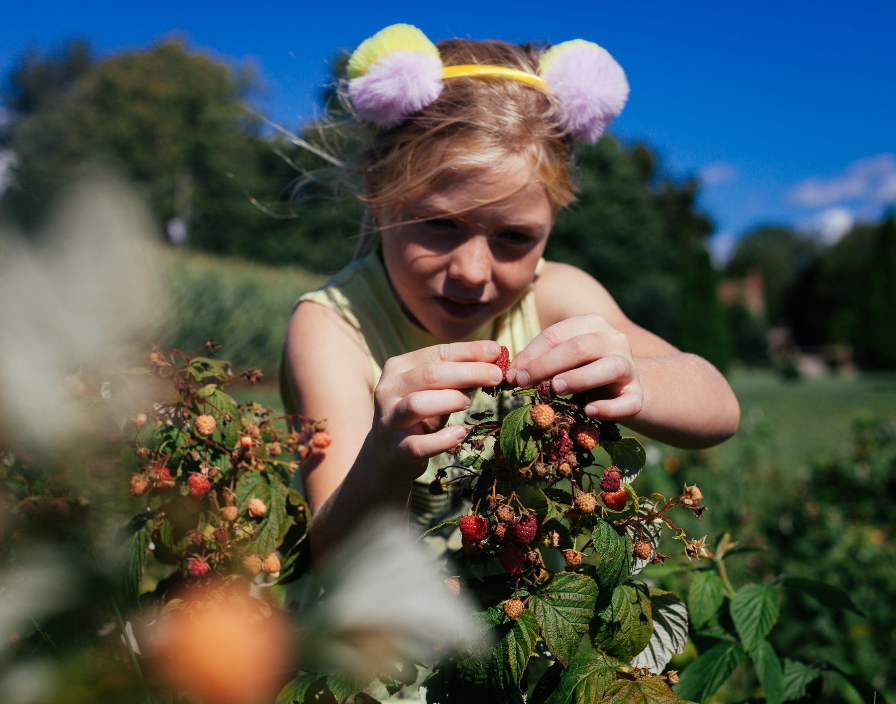 Scarlet (7) and Violet (4) enjoy picking the raspberries for the wines and ciders. In 2020, Hounds of Erie released a raspberry wine for the first time. 