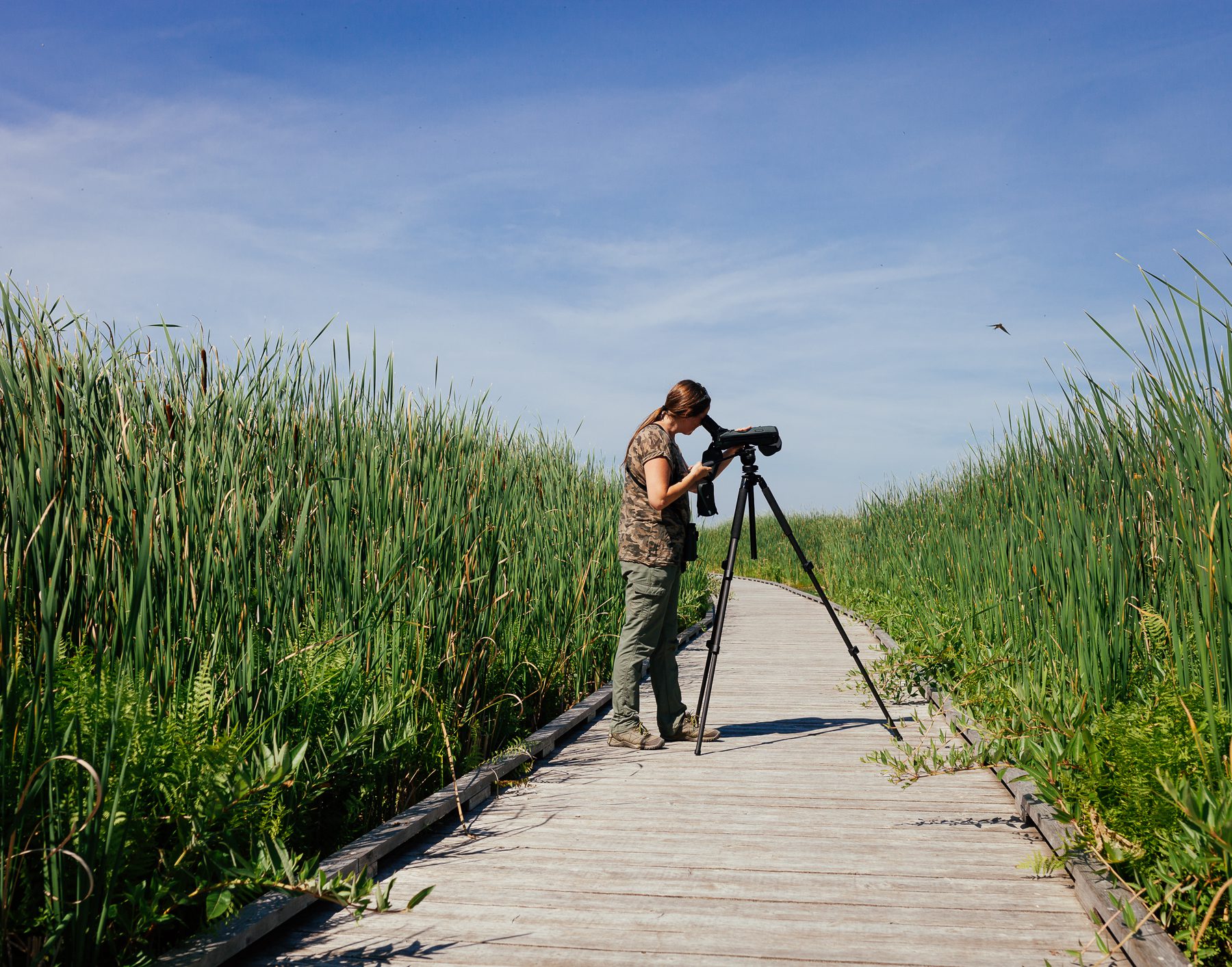 The marsh in Point Pelee is a place Heidi loves to bird. “It’s a perfect spot to watch shorebirds.” 