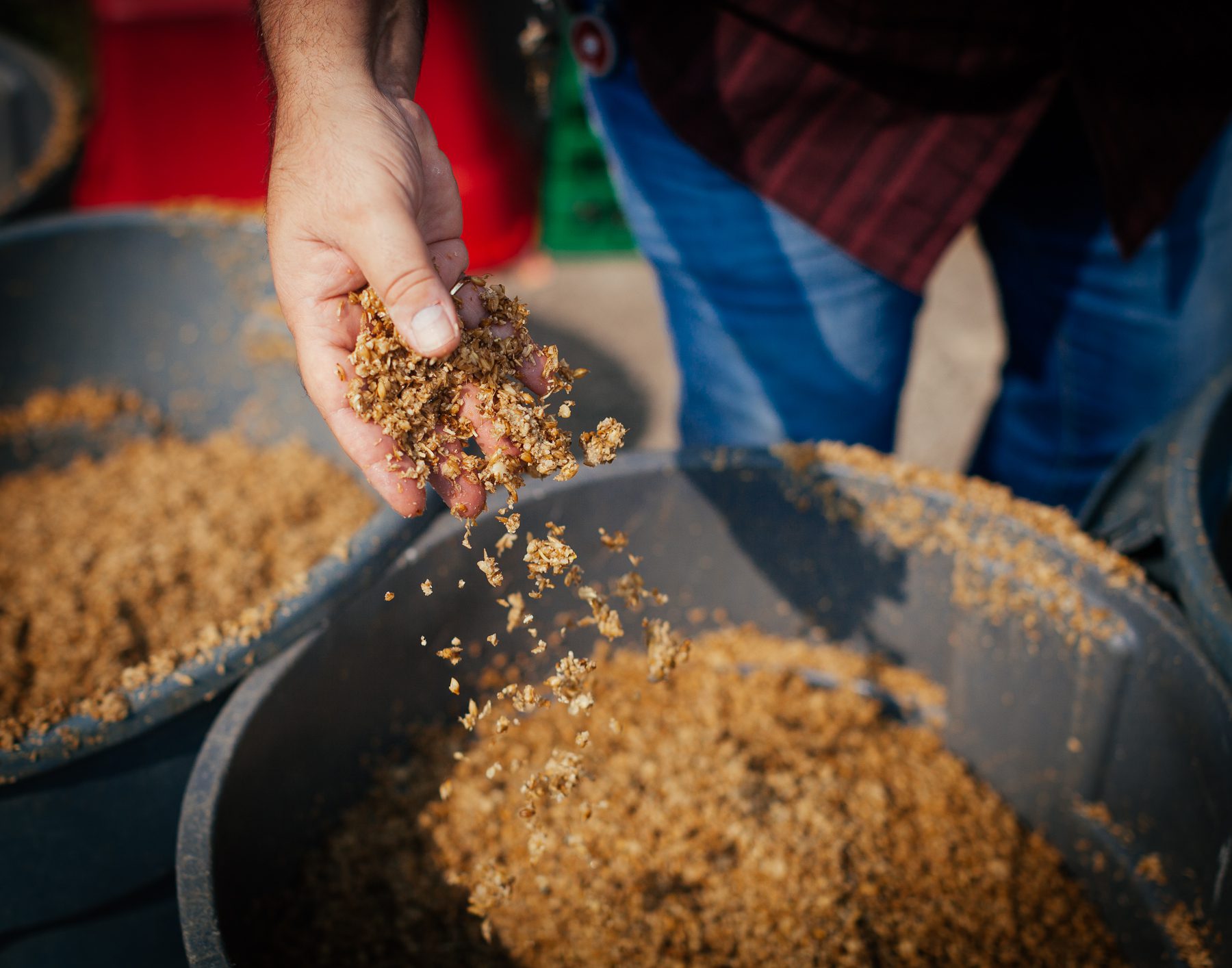 In an attempt to be more sustainable, all of the spent grains from the completed mash at Breakwall Brewery go to local farmers as cattle and hog feed.