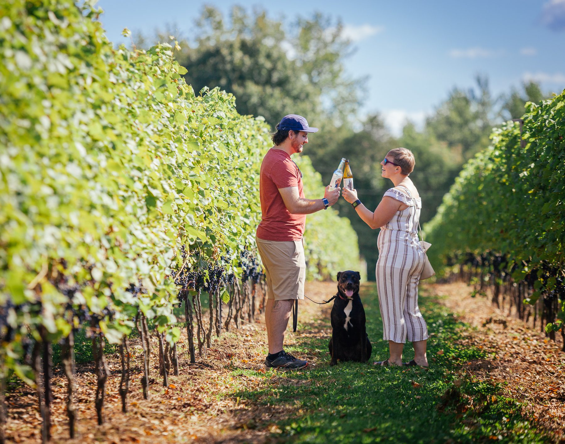 Dan and Nina (and their dog RD) from Hamilton enjoy cider while walking amongst the vineyards on a tour of Hounds of Erie. 