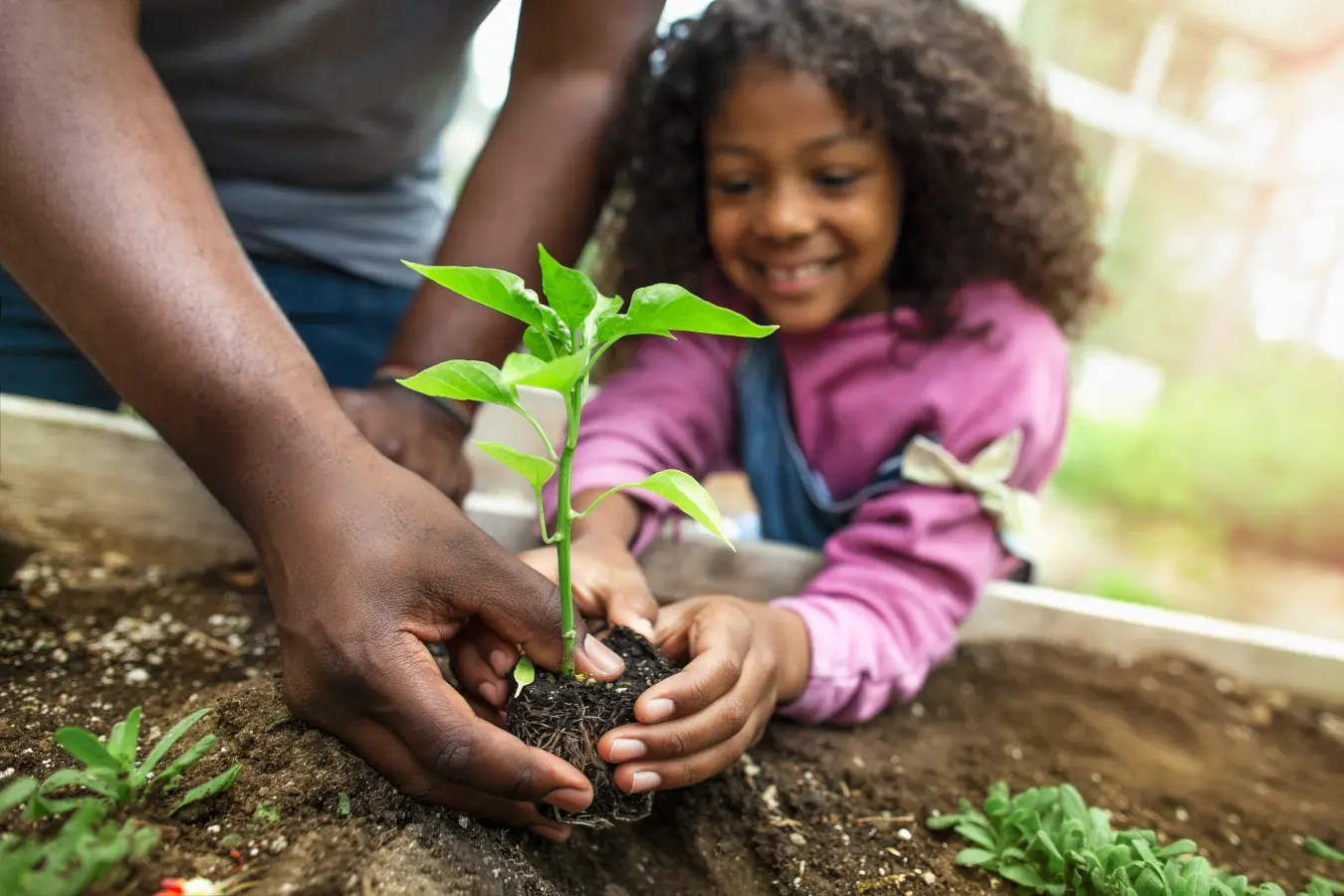 father and daughter holding small seedling at community garden greenery