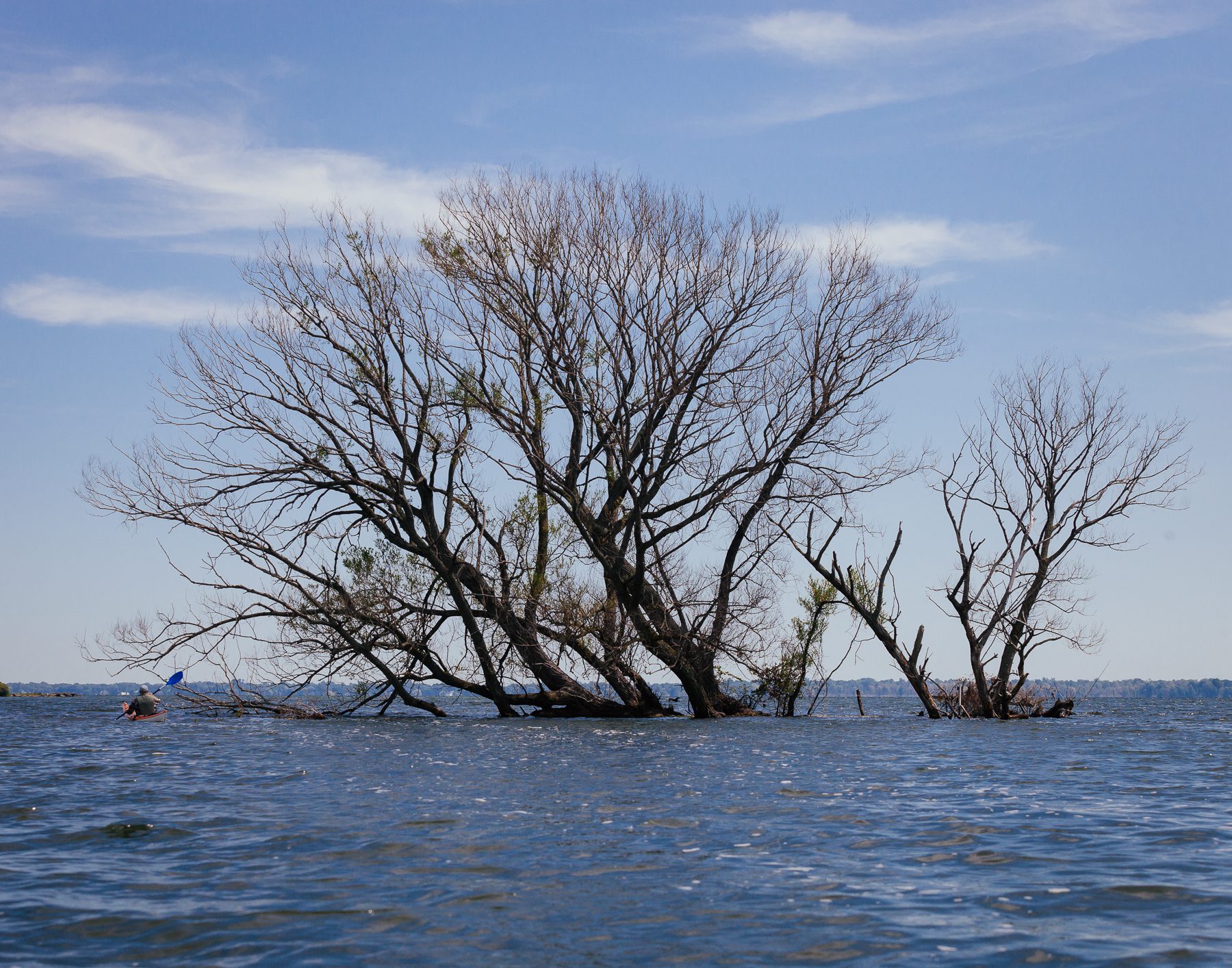 These old willows in the water used to be on a peninsula. When water levels came up, they separated from the land. “These trees are still hanging on.” 