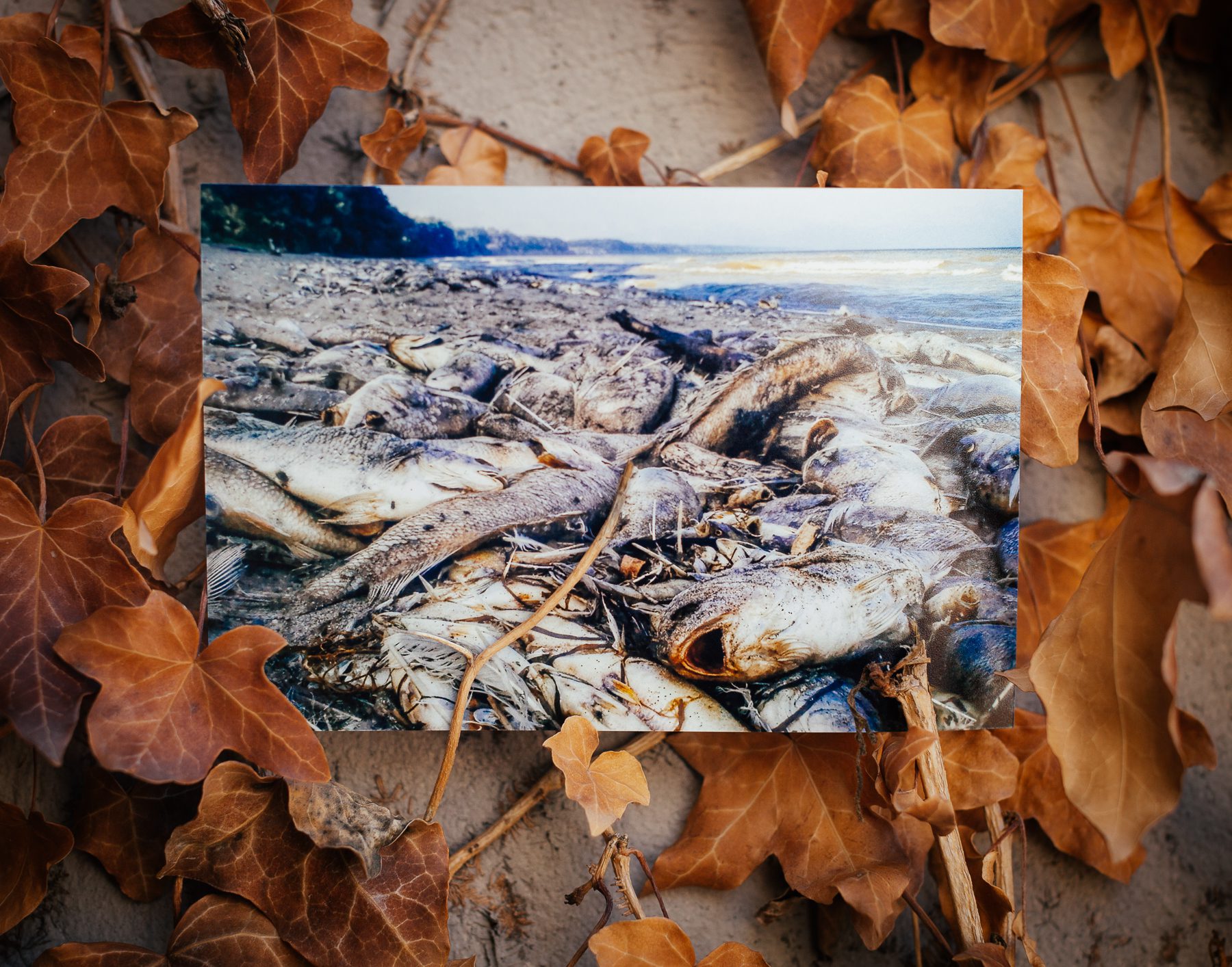 Ken’s photograph of thousands of dead fish washed up on Lake Erie’s shore.