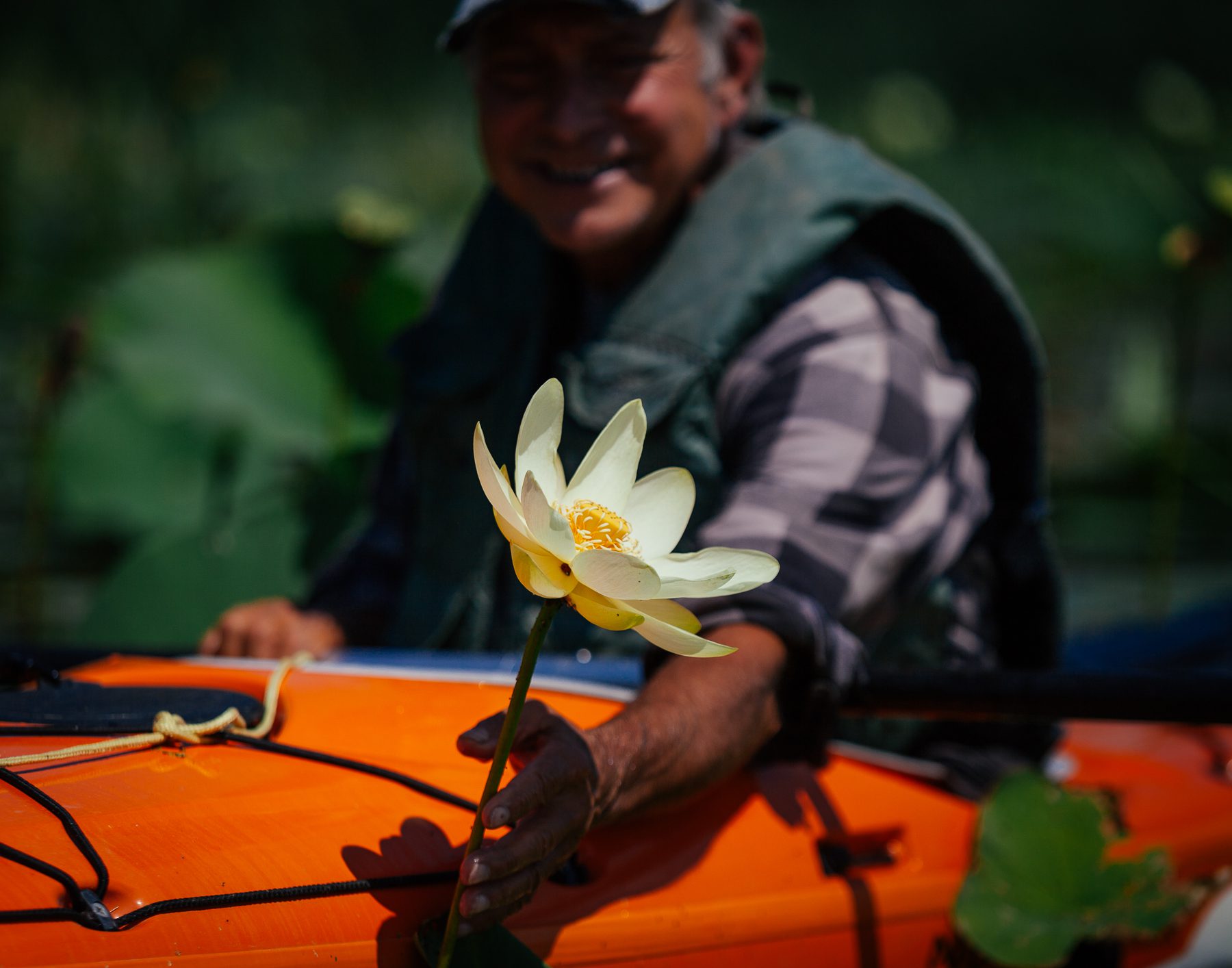 Ken with a giant yellow lotus (Nelumbo lutea). Ken explains how their range was originally from Virginia and Carolinas. Their roots were a food item amongst indigenous people, and the flower also happened to look neat. The seeds are incredibly hard and can last for decades, making them a great commodity to trade. Because of trade, over hundreds of years, they migrated north via trade routes. 