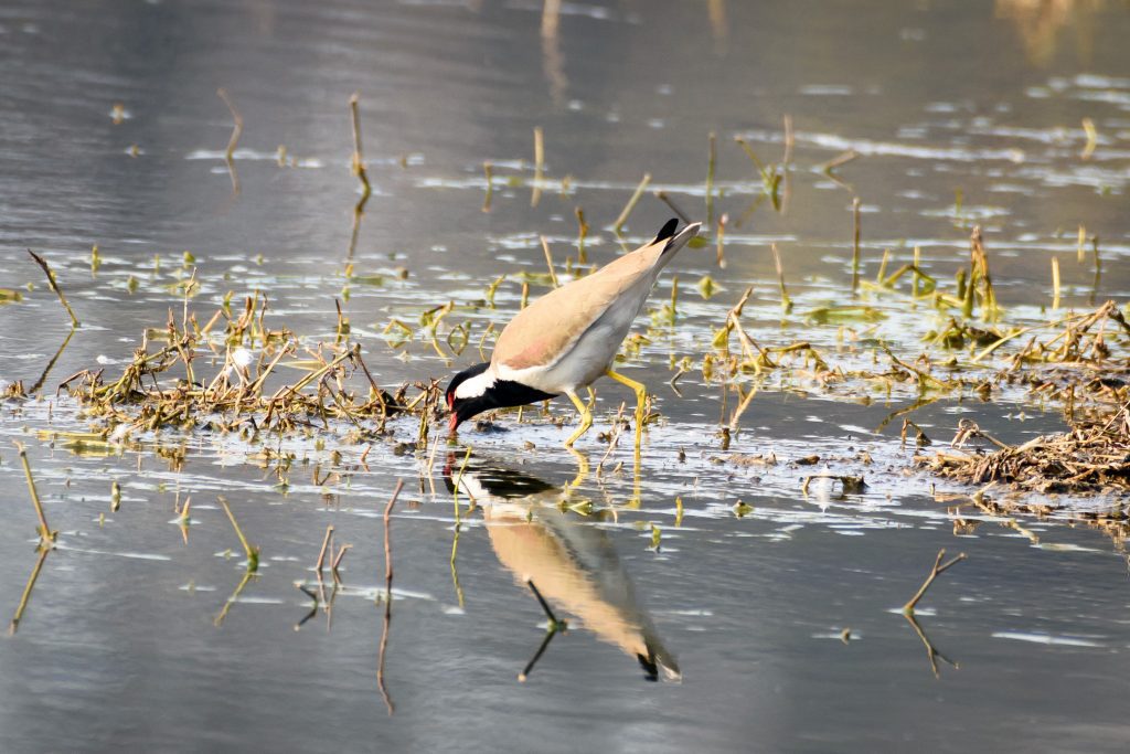 bird wetland