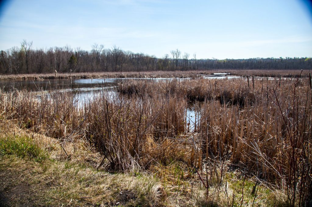 Ontario wetlands
