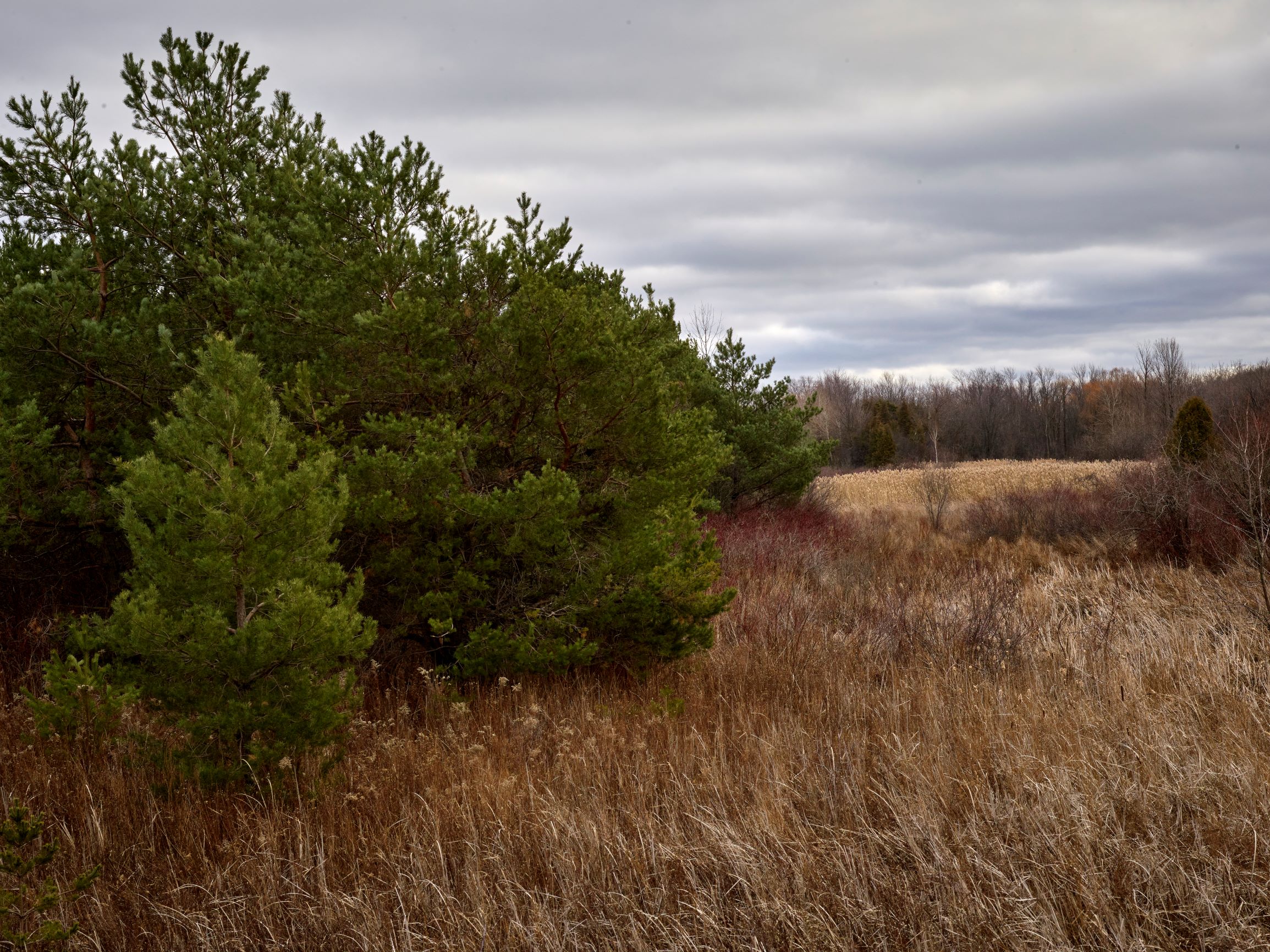 The Lower Duffins Creek Wetlands in Pickering provides an important home to wildlife including migratory birds. Photo by Philip Jessup