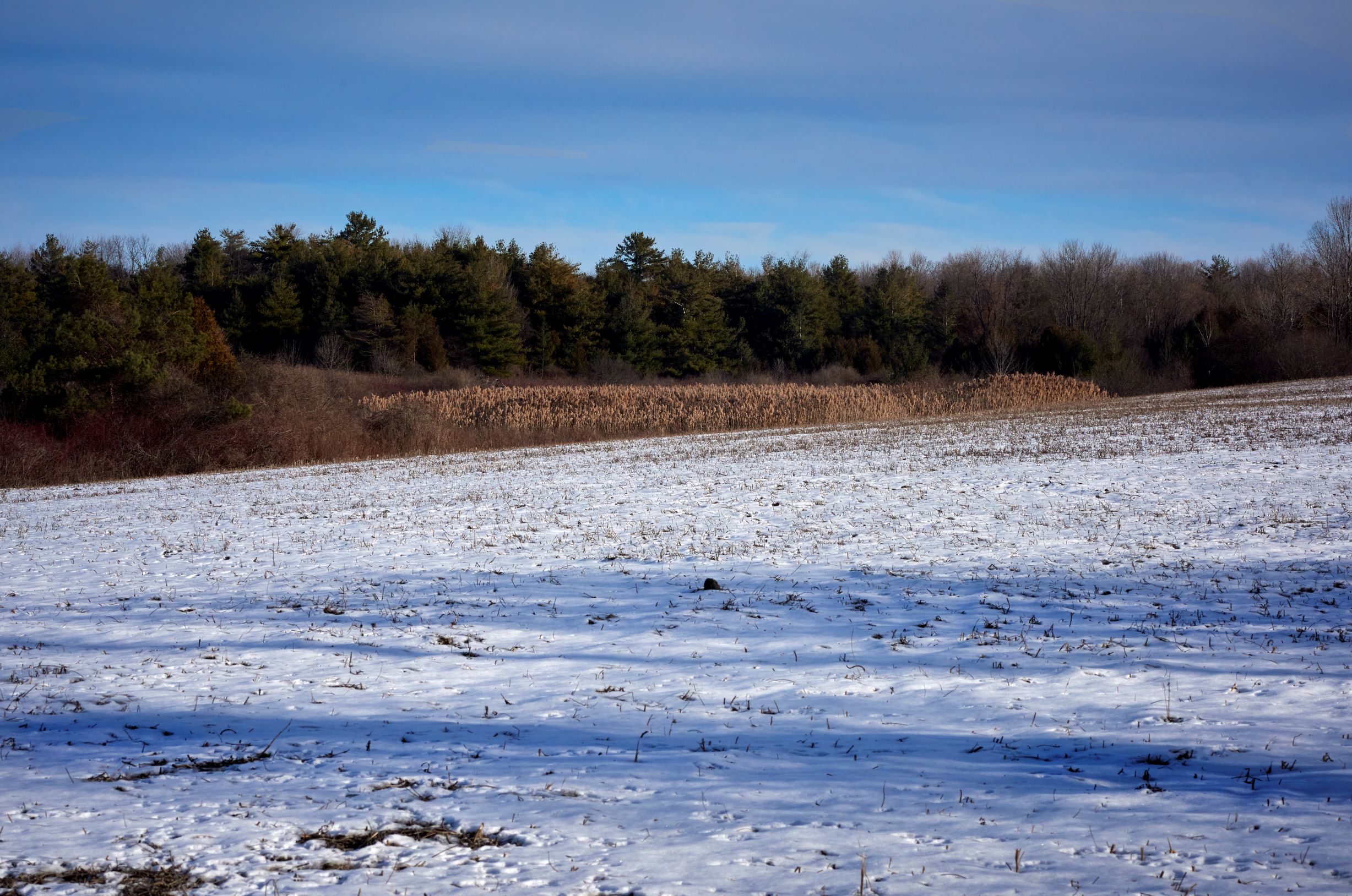 Lower Duffins Creek Wetland in the winter. Photo by Philip Jessup