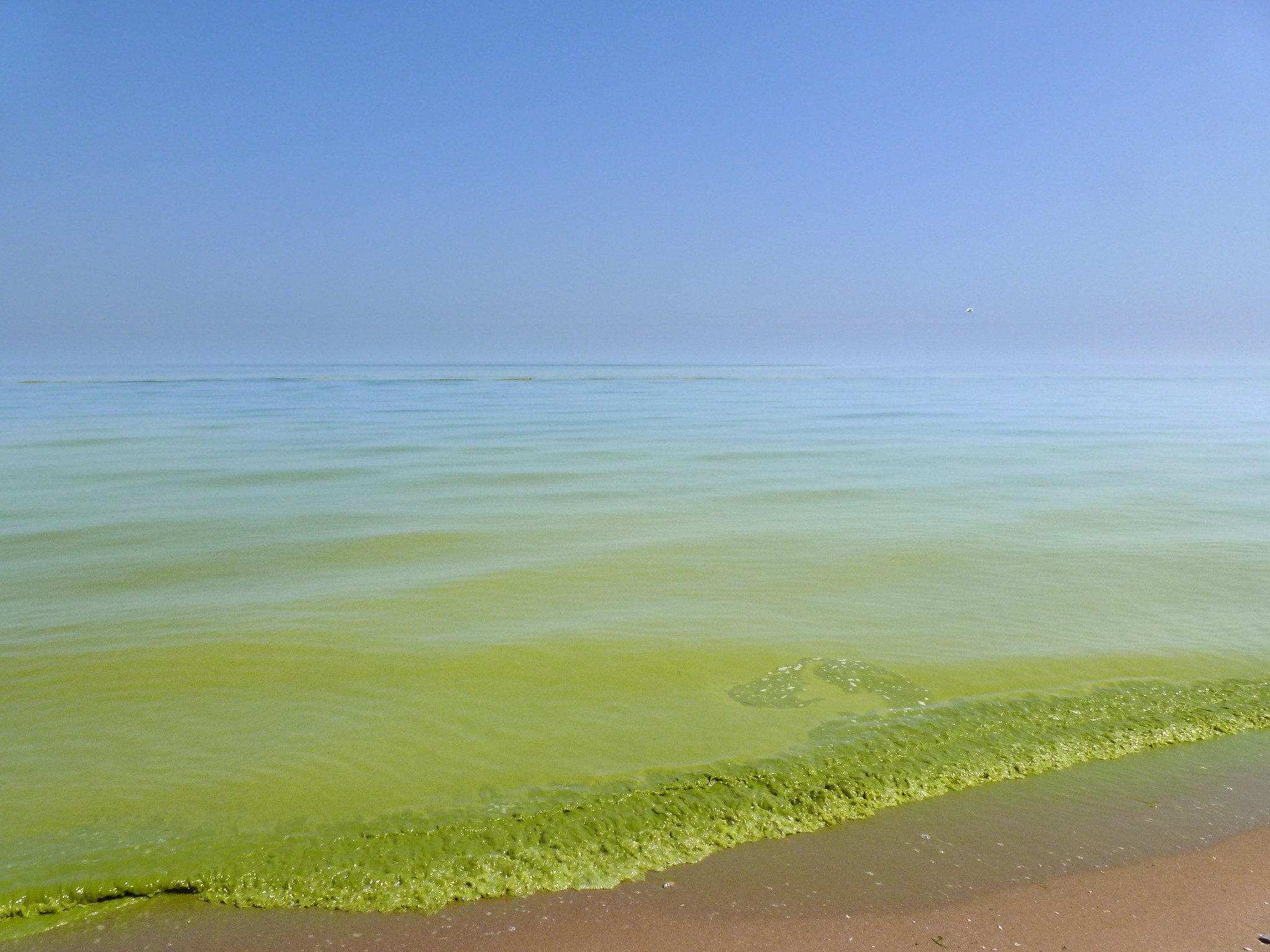 Lake Erie algal blooms, August 2011, along the southeast Lake Erie shore of Pelee Island, Ontario, Canada, 5 miles north of the international line.