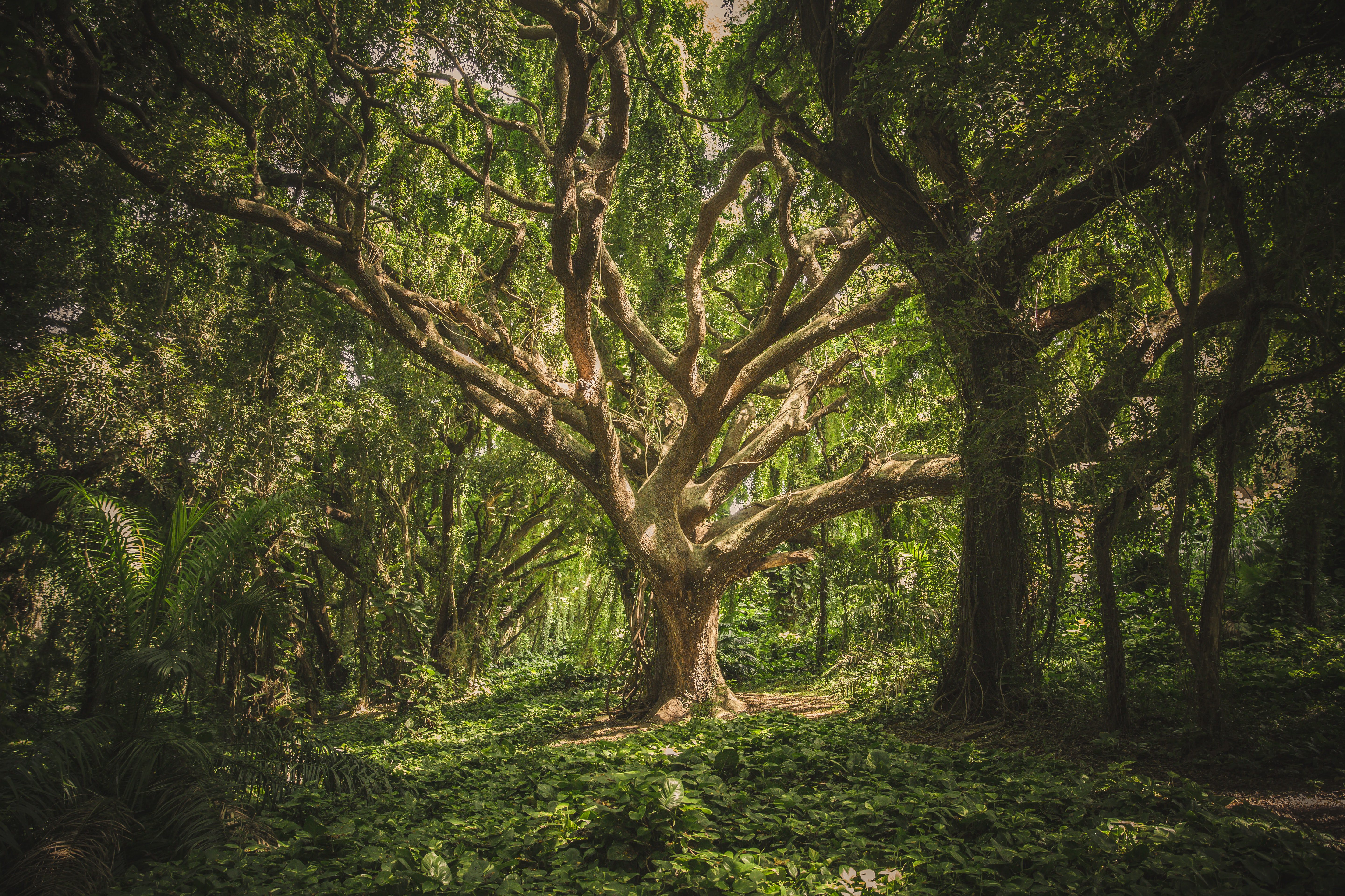 A beautiful tree with many branches at the centre of a leafy glen in the forest. Photo by veeterzy on Unsplash
