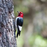 The Red-Headed Woodpecker is endangered in Ontario. Photo by James Diedrick via Flickr Creative Commons